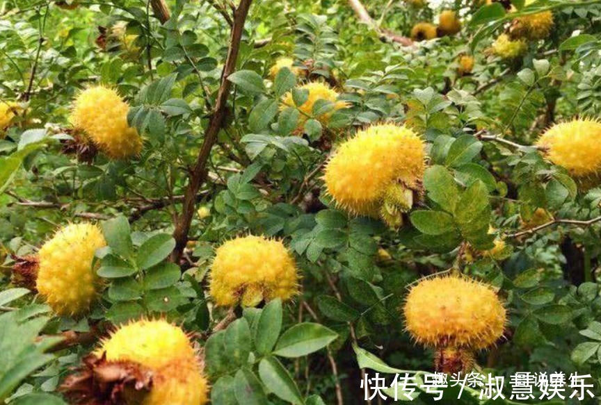 维生素e|女性不想老太快,经常吃3种食物,淡斑去皱,防止皮肤衰老!