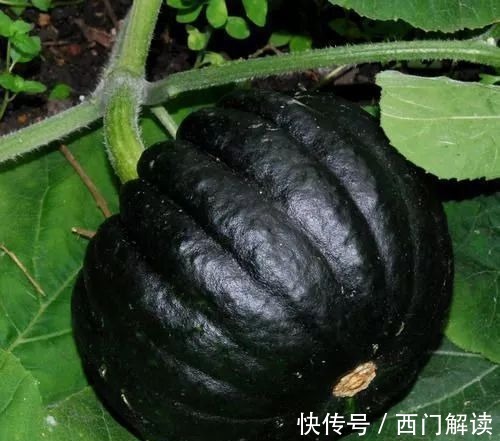 你绝对没见过的奇特的瓜果蔬菜!大开眼界!