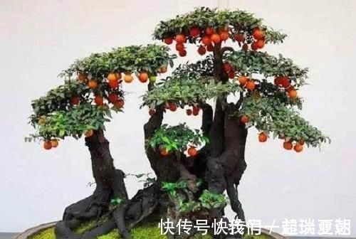 李大爷喜欢上山找树桩,样子奇形怪状也能变身,最后变成大气盆景