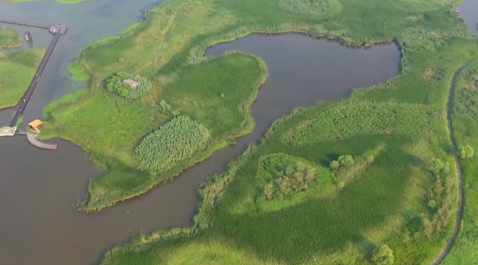 鸟类|【“浙”里景如画】杭州湾湿地公园千亩芦花 成群候鸟；网红银杏绝佳观赏期来了