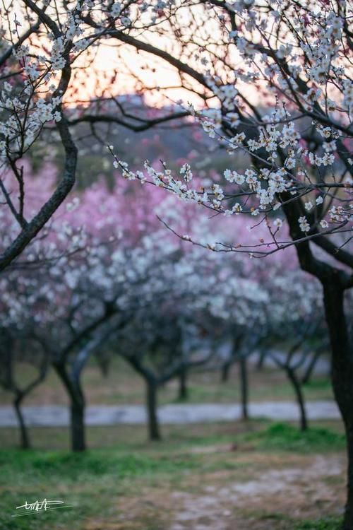 清晨，无锡梅园的第一缕阳光，明媚了一整个春天