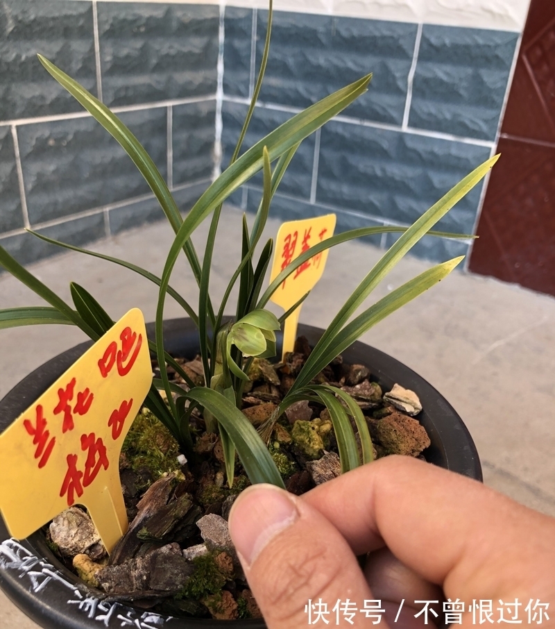 新栽兰花的杀菌工作,很多人都是胡乱操作,杀与不杀得看情况