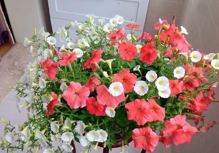 种花|惹人喜欢的4种花,形似玫瑰花,花期长还很好养