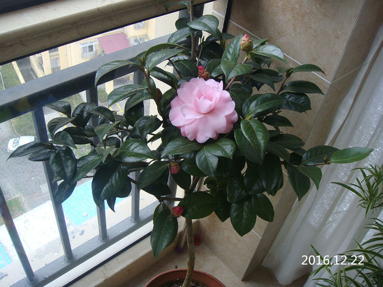 三色堇|夏天家里养此款花,花期长花量大,一盆千百朵,枝头花苞满