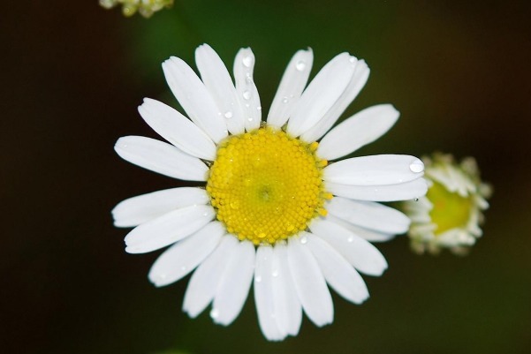 生肖|“吃软不吃硬”的4大生肖女,只能被丈夫宠着,吵架从不低头