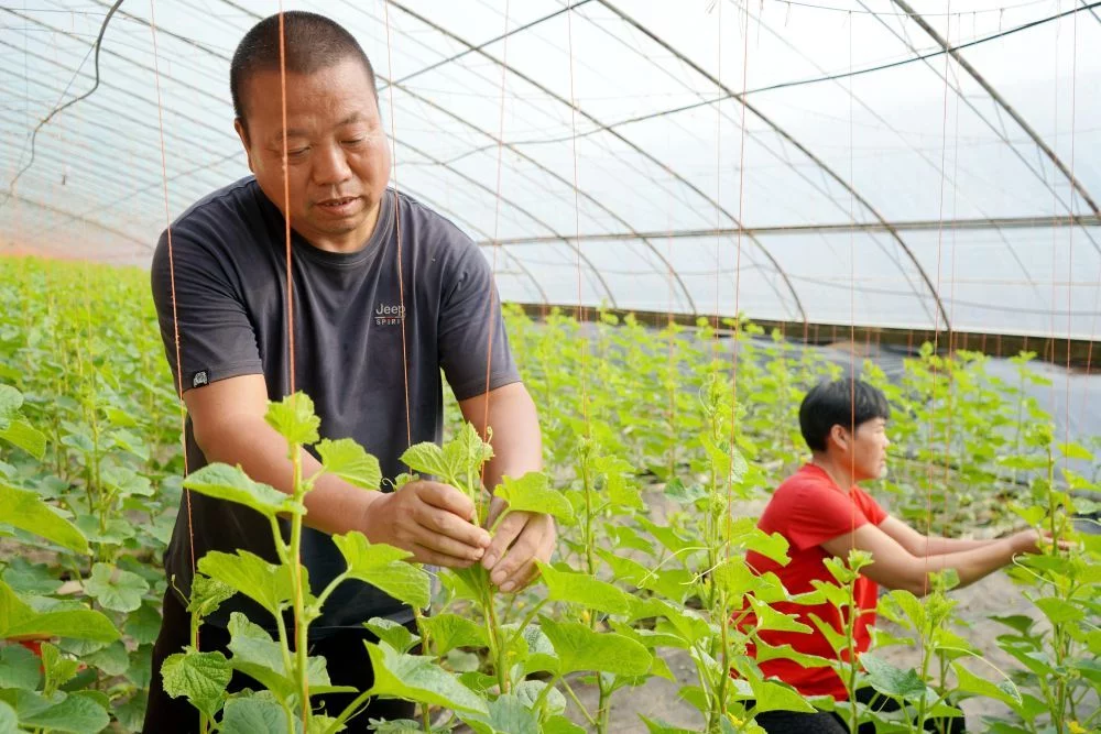 新华全媒 |陕西西安阎良区：甜瓜之乡 育苗正忙（陕西阎良甜瓜几月份种）