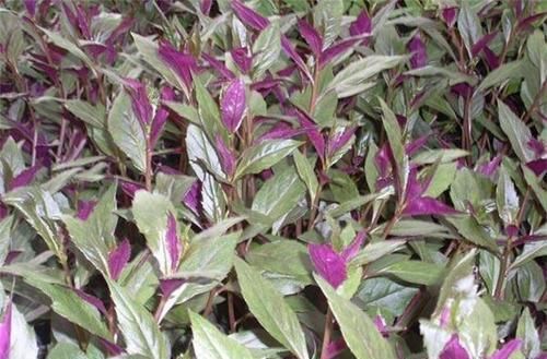 人到中年，適合常吃以下以下食物，滋肝排毒，改善體質，早吃早好