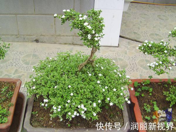 扦插|喜欢盆景就养它,1个枝能扦插,6月开花多又美,美过金枝玉叶