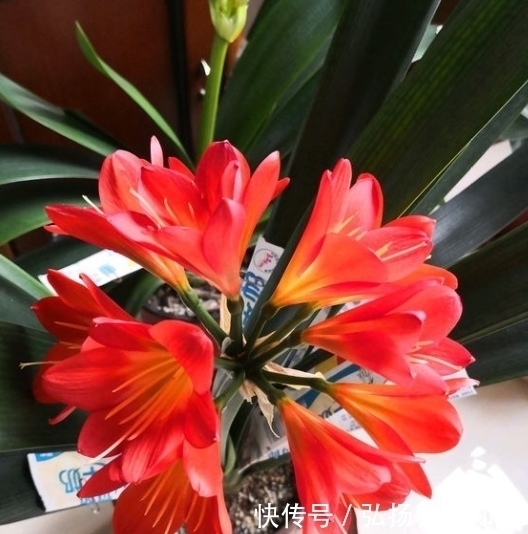 家中养君子兰,学会4个“方法”,叶片整齐油亮,棵棵开花大又艳