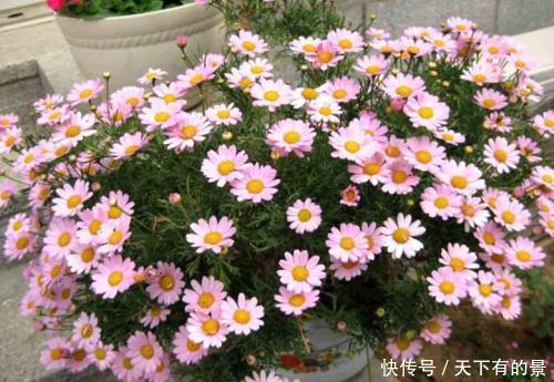 玛格丽特|阳台养花在精不在多,3种花好养又好看,值得养一盆