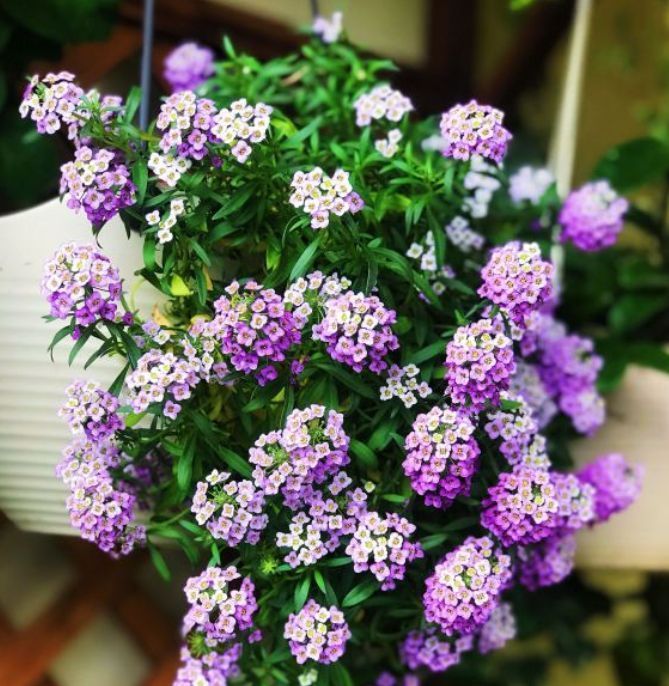 号称看门花的漂亮花卉,种在门前,邻居总想看