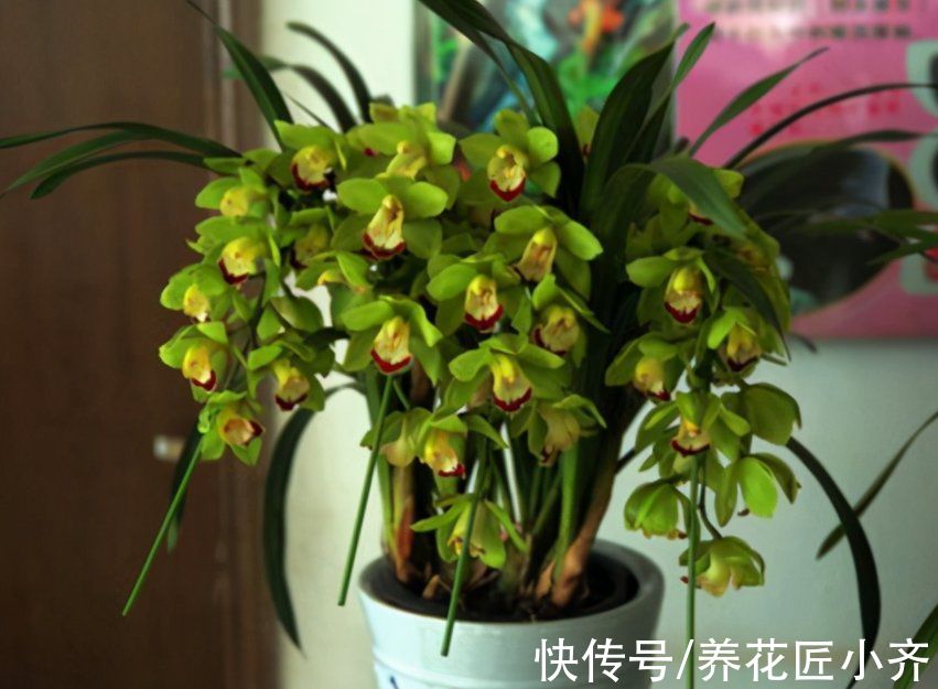 现在各种专用肥层出不穷，新手养花别盲目买，没啥意思