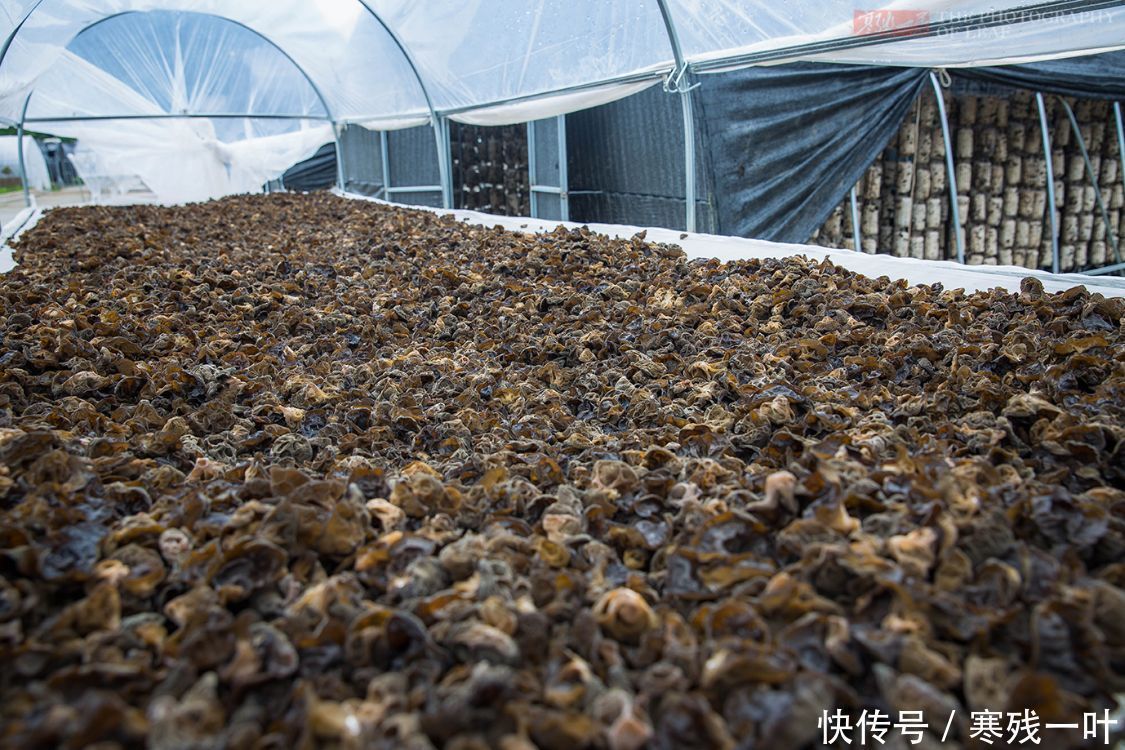科技|走进陕西木耳种植基地，素食之王是这么长的，科技的力量太强大