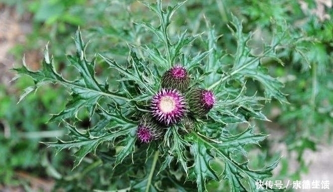 农村|农村有一种植物，农村很喜欢采摘来挂门上，关键时刻还能救命？