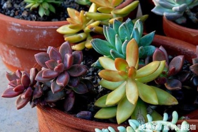 浇水|早上、中午、晚上浇花“区别大”难怪总是养不好花,要这样浇!