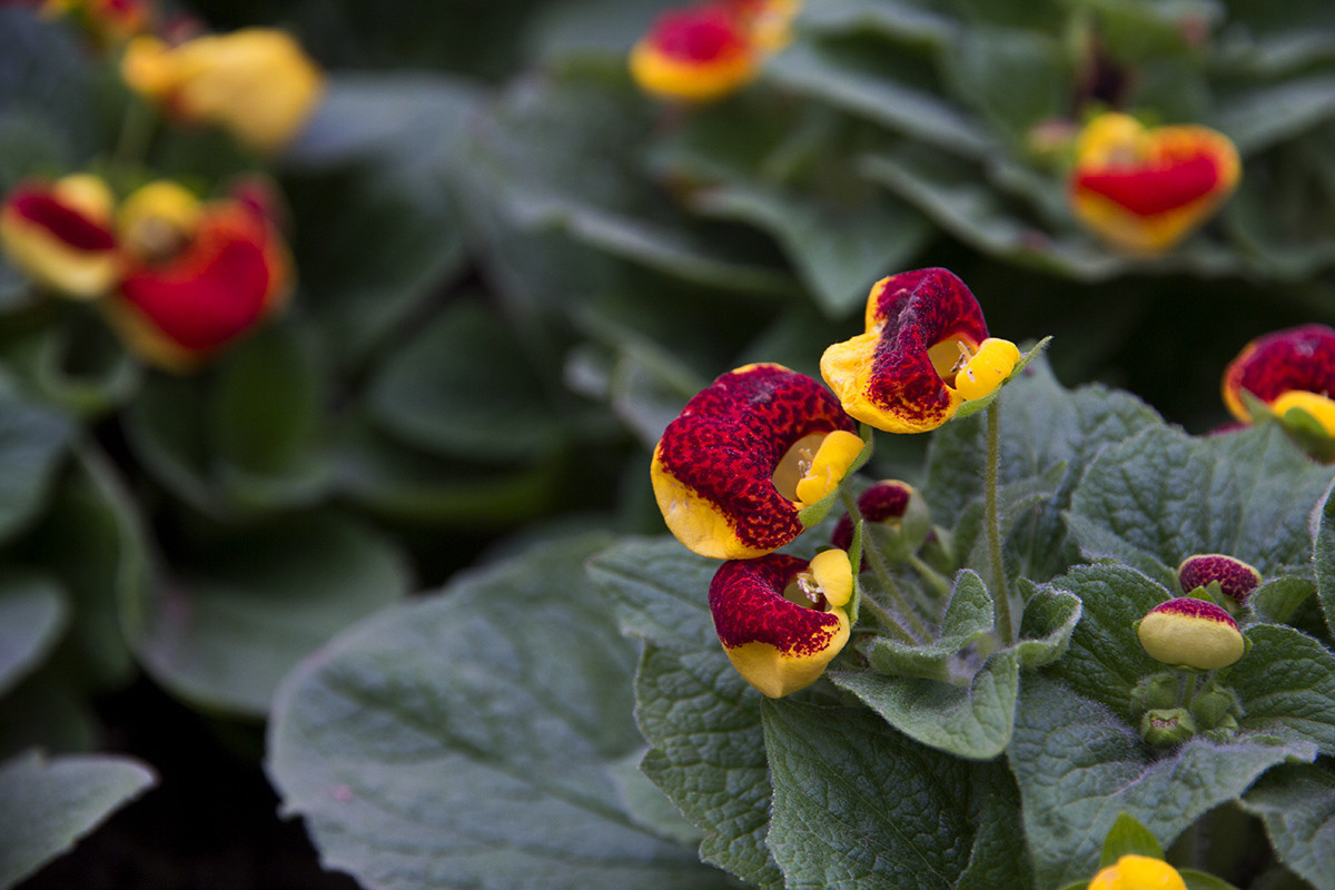 此花宛如一个装钱的荷包，具有良好的药用价值，象征着吉祥富贵