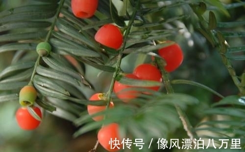 红豆杉|女人常吃此果对身体好，能治月经不调、治失眠，谁吃谁捡到宝！