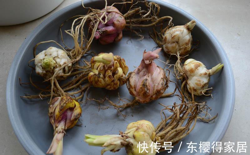 残花|百合花开完后这样“处理”，简单又方便，来年接着开花，更漂亮