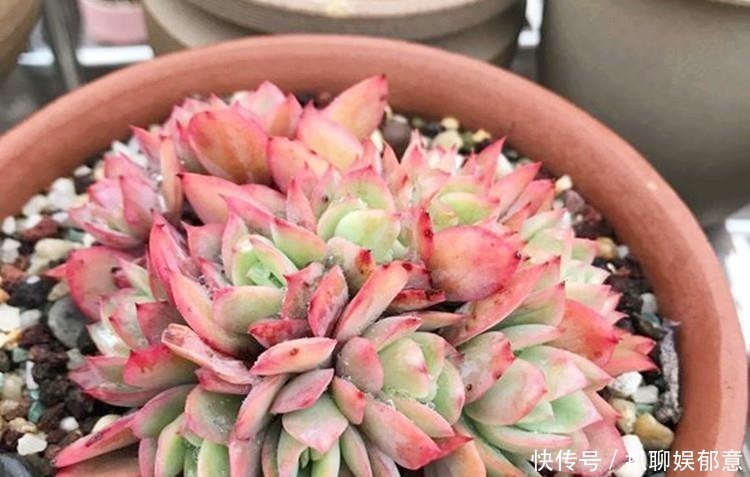 白粉|多肉“长不高”,盆里加点“白粉末”,1个月后,不长也得长!