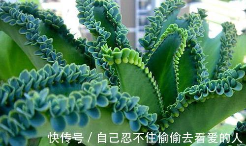 漂亮|3种漂亮花，种在小盆里，不建议地栽，否则泛滥成灾，根本清不掉