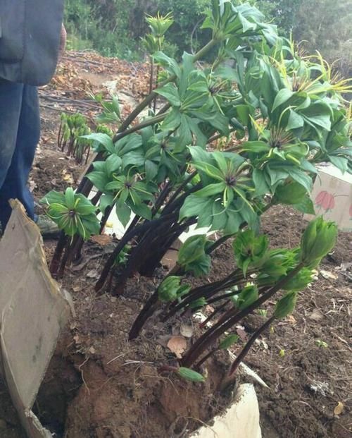 现在这种野生的植物，在市面上很抢手，售价也不低