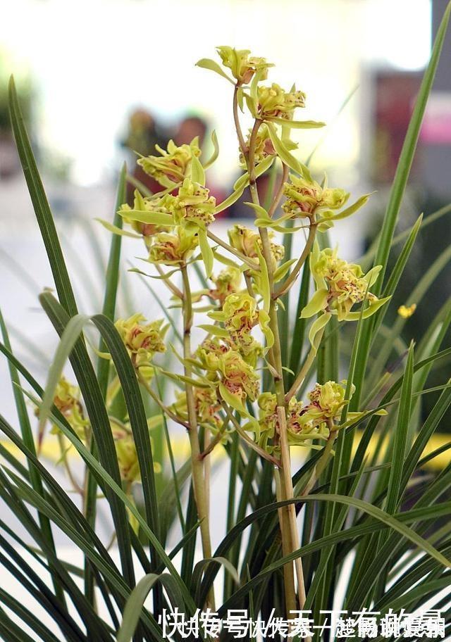 养护|兰花想多冒芽？养护注意三动作，顺利春化，清香宜人小半年