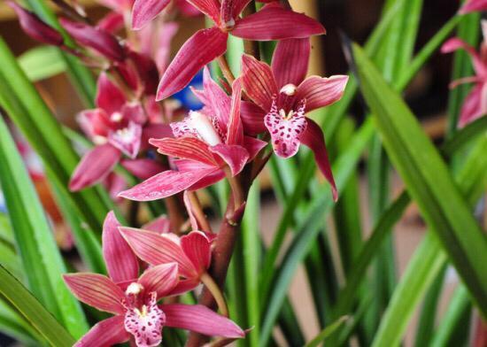 花特多|春兰惠兰建兰傻傻分不清楚看一点就明白,注意遮阴浇水,花特多