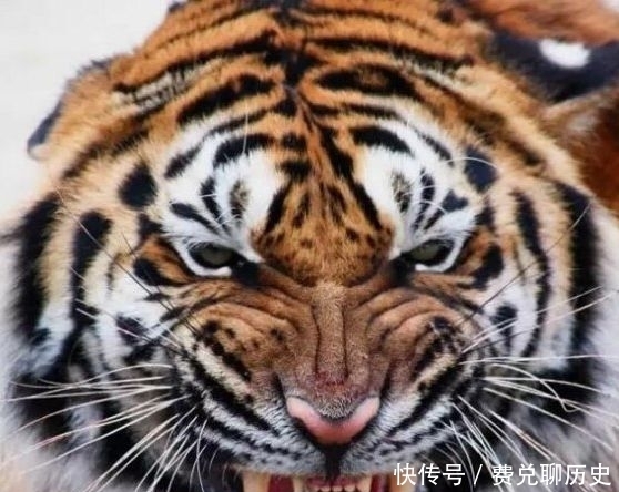 诸葛亮|此人曾怒怼诸葛亮、单挑张飞赵云