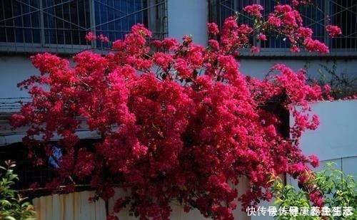 繁殖|这几种花养在墙角最合适,顺着墙开花成海,盛夏也极美!