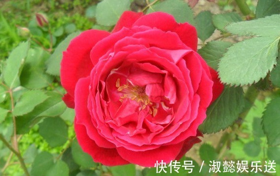 月季|喜欢菊花,不如养盆“珍稀玫瑰”皇家胭脂,草莓香味,花色艳丽