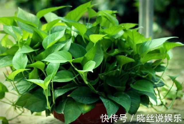 绿萝|绿萝、君子兰长得慢，只需花盆里加点饮料，生长的速度拦都拦不住