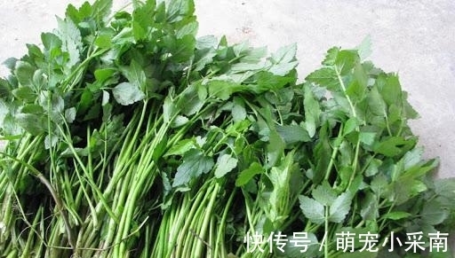 食用期长达5个月，却少有人去摘，如今正当季，炒腊肉是一绝！