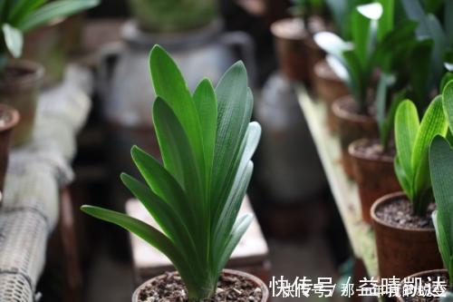 什么淘米水、啤酒水，都不如1勺颗粒，浅埋盆土里，根壮叶肥