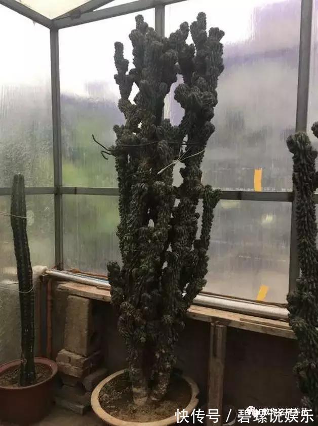 花花|20年的兰花，100年的仙人掌长什么样开眼了！