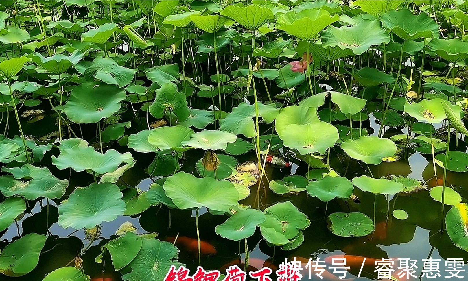 荷花|北海公园荷花盛开，形成接天莲叶无穷碧，映日荷花别样红的美景