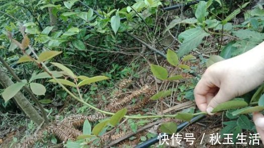 两面针|它碰不得也摸不得，常长在路旁，别嫌弃，目前30元一斤