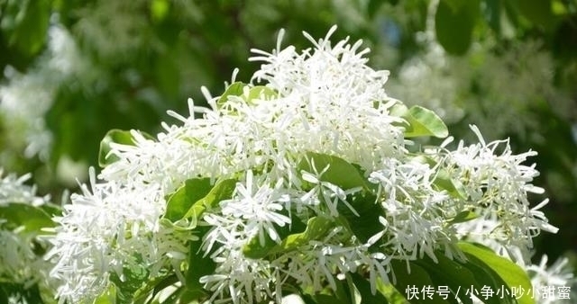 种植|最适合庭院、屋顶绿化种植的植物,各月开花顺序整理,不收藏吗?