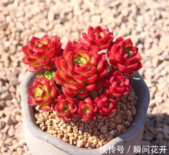 小老桩|想要多肉蒂亚红彤彤?3个要点要谨记,轻松爆盆养成小老桩