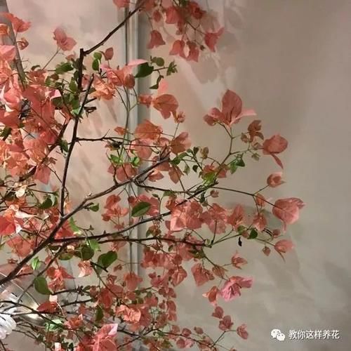  超大|2种花花量超大，随便养养开成大花墙，美死个人！