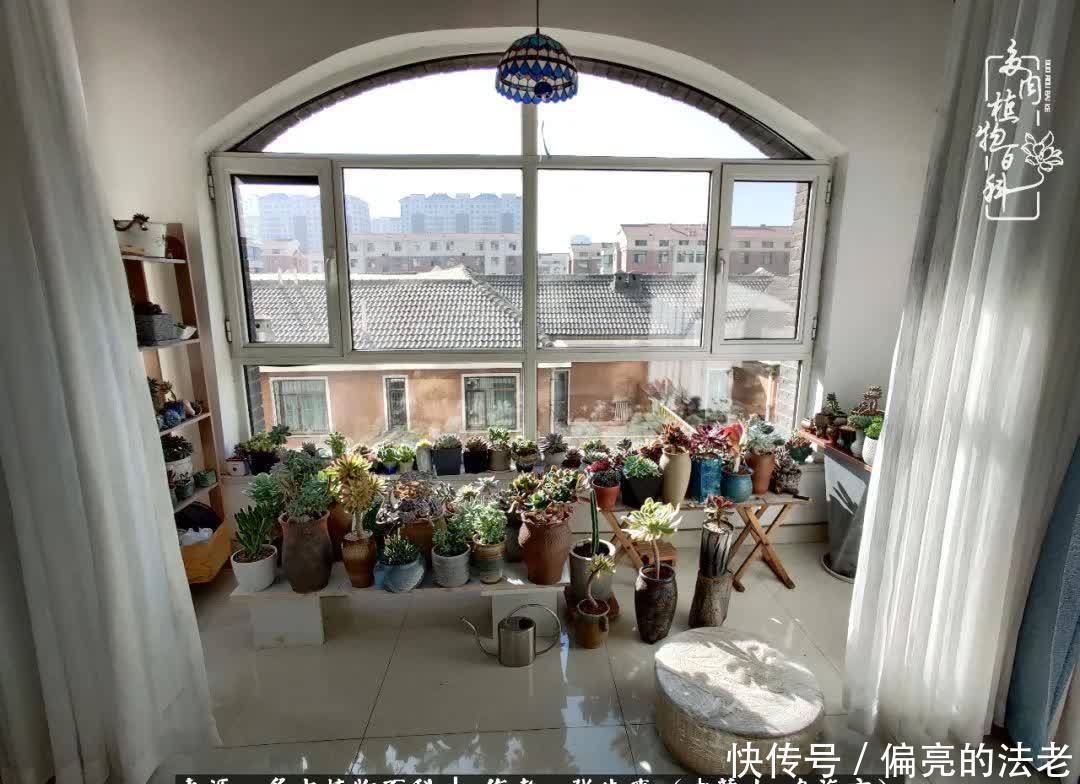 吸取教训,不断探索,英语老师的多肉碎碎念!