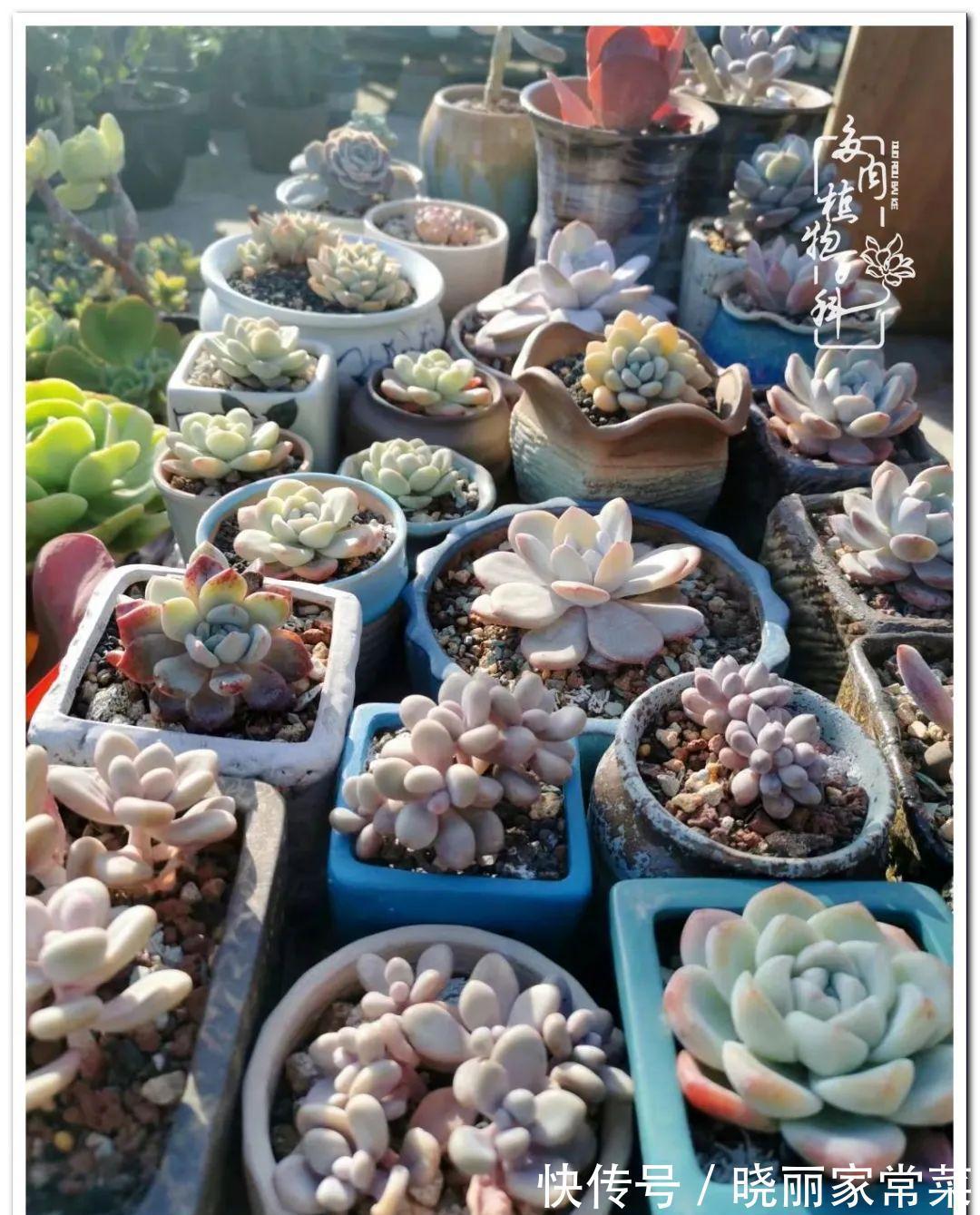 百科|多肉之路,让我沉醉,浮世三千,有肉就欢!