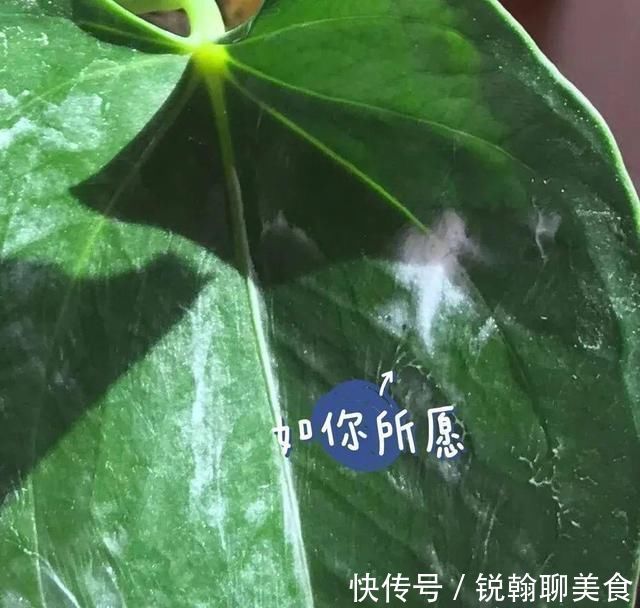 1粒小药片，碾碎丢水里，花像吃了兴奋剂疯长
