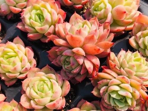 能养出果冻色更好，没状态也不丑的多肉酸橙辣椒，颜色清脆很清新