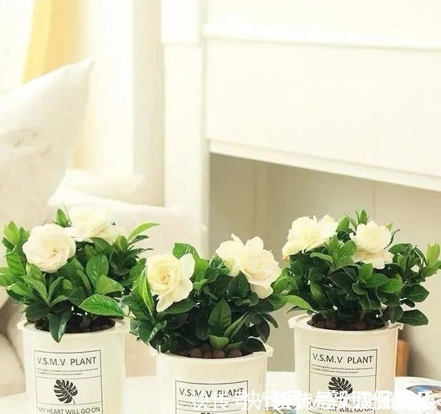 养花有“六戒”、“五忌”，难怪你的花总养不好，原来是犯了忌讳！