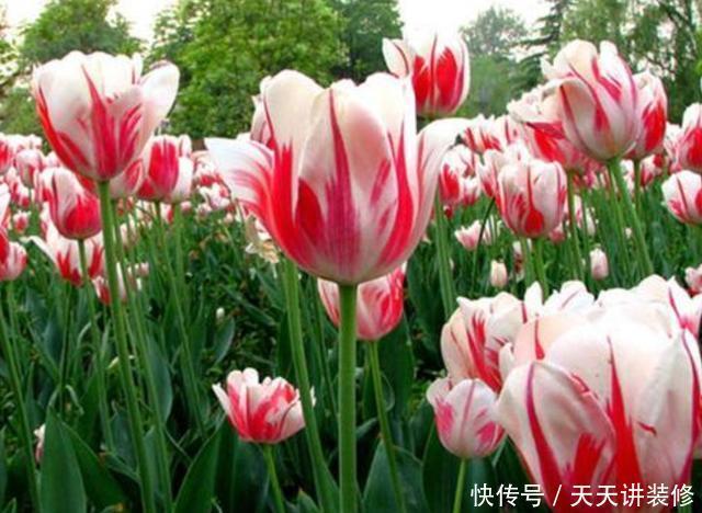 栽种郁金香要注意,它有“2种球”,其中一种不开花,只会长叶子