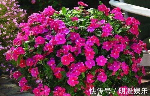 长春花|世界六大花期最长的花，养一盆全年有花赏，快看看你养过没