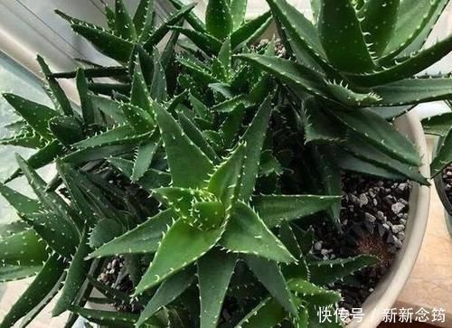 芦荟喜光畏寒怕涝，如何盆栽成老桩？养护专家告诉你
