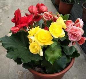 枯枝|5种东西扔盆底,盆土疏松又透气,花卉越长越旺,不烂根