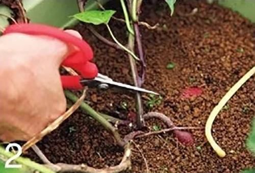  美妙|种红薯的美妙之处：不仅边吃边长，还从小美到大！