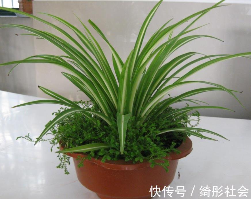 金边吊兰|夏天养金边吊兰,勤喷它,匍匐茎猛窜不停,1个月就长成瀑布